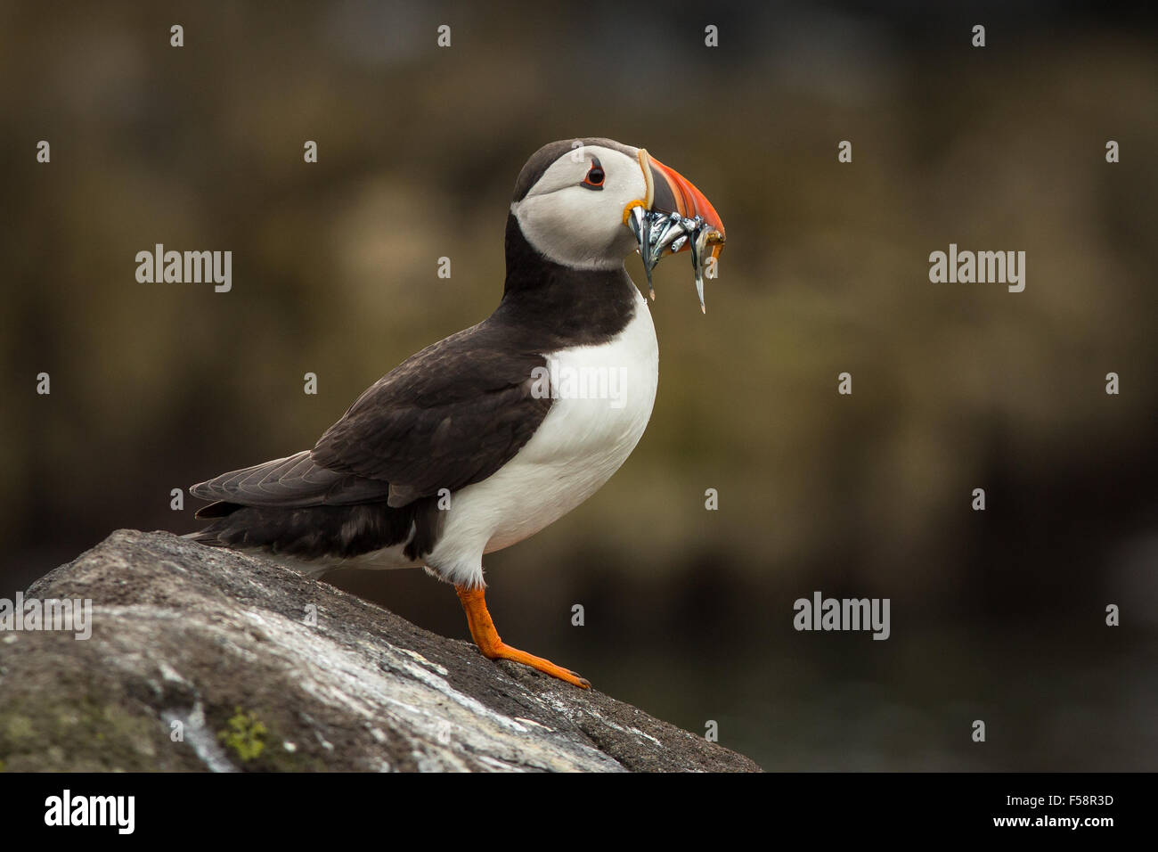 Puffin with Sandeels Stock Photo