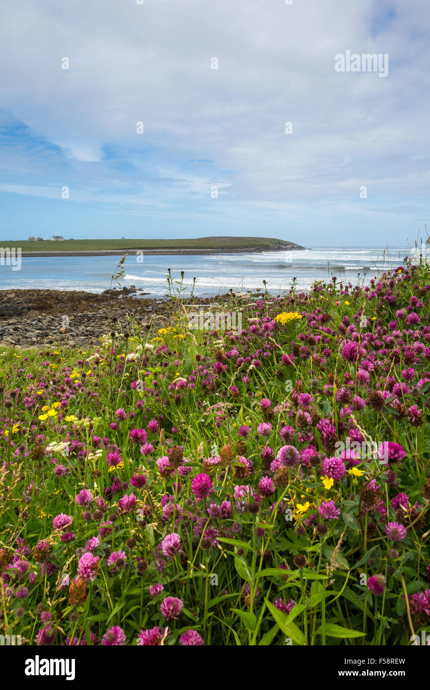 Flowering plants in summer on the ecologically important machair of the Outer Hebrides Stock Photo