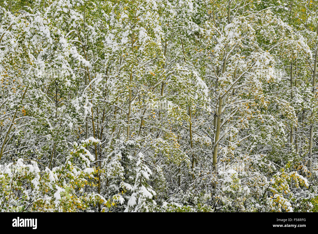 Conifer and aspen trees with wet snow in early September, Alaska Highway near Pink Mountain, British Columbia, Canada Stock Photo