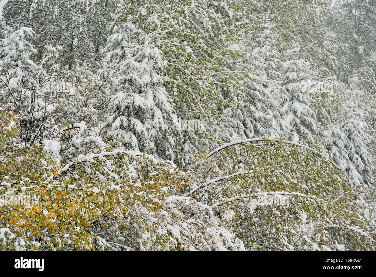 Conifer and aspen trees with wet snow in early September, Alaska