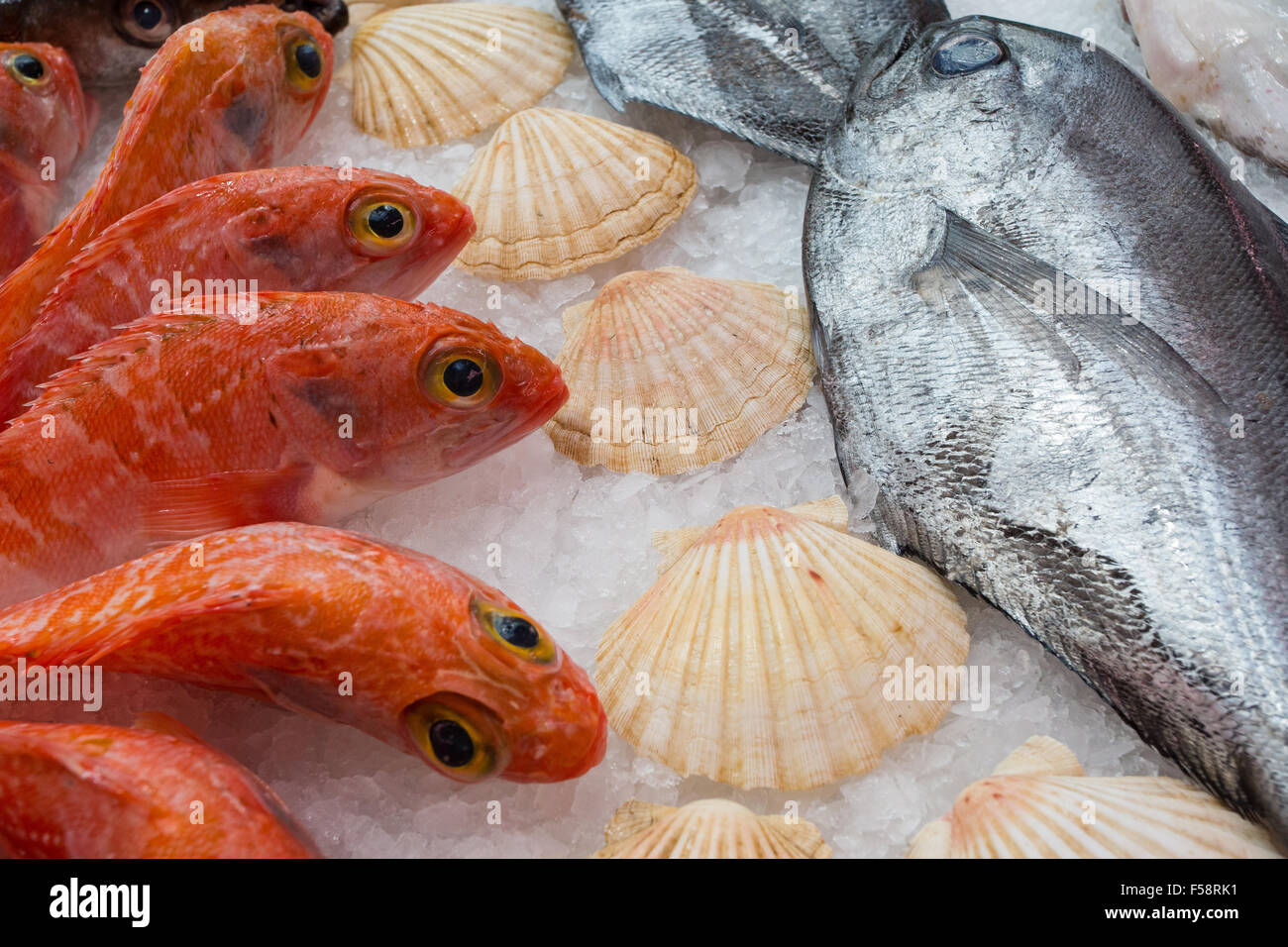 Fish and shells displayed lying on ice Stock Photo