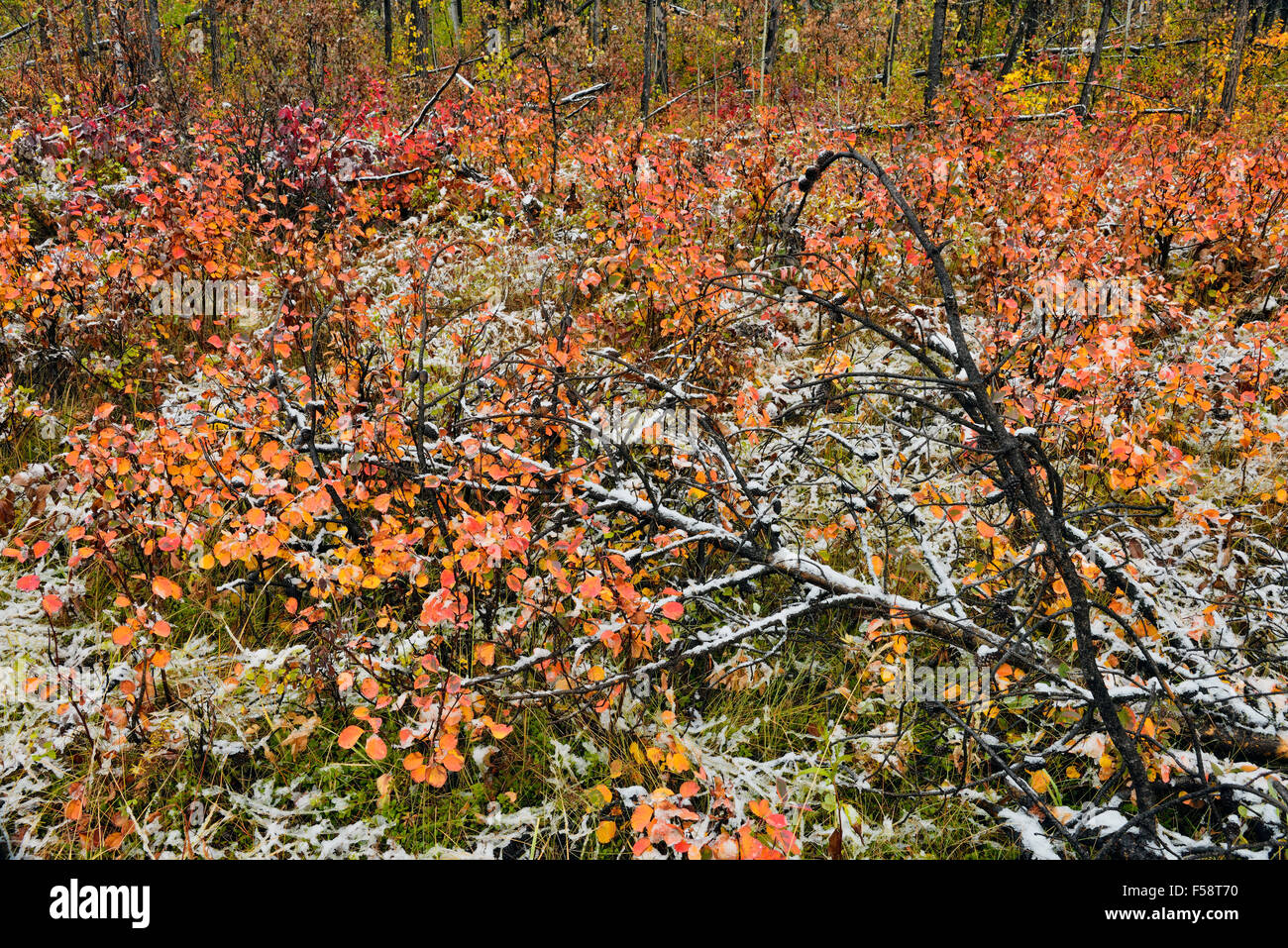 Autumn shrubs with fresh wet snow, Highway 29 to Hudson's Hope BC, British Columbia, Canada Stock Photo
