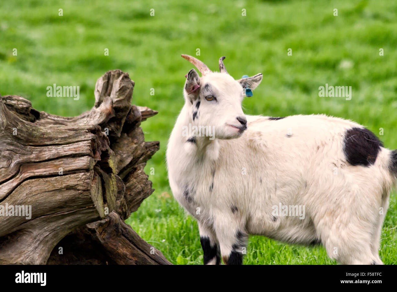 Goat by a tree trunk in a field Stock Photo