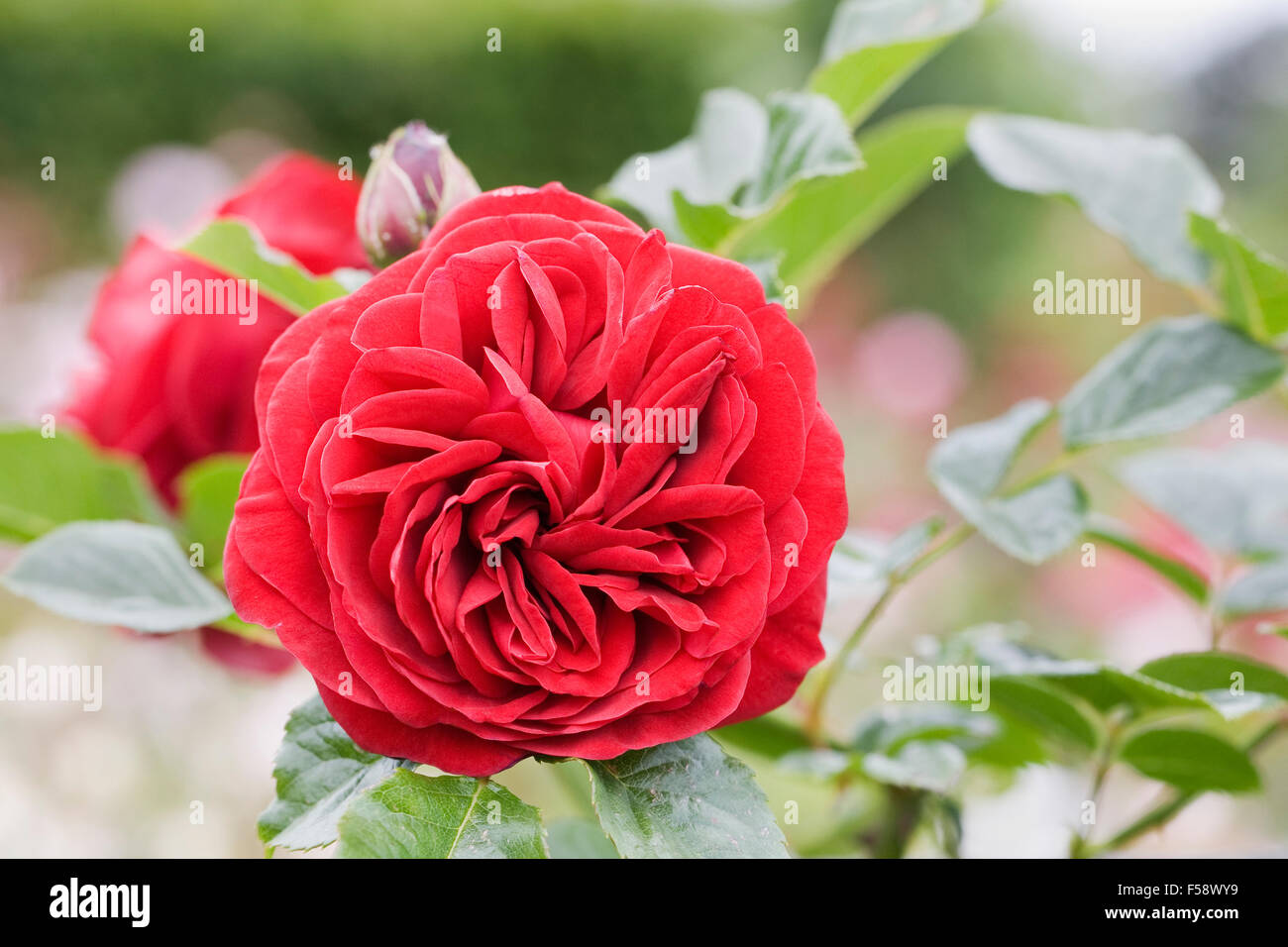 Rosa 'Cumberland'. Climbing red rose. Stock Photo