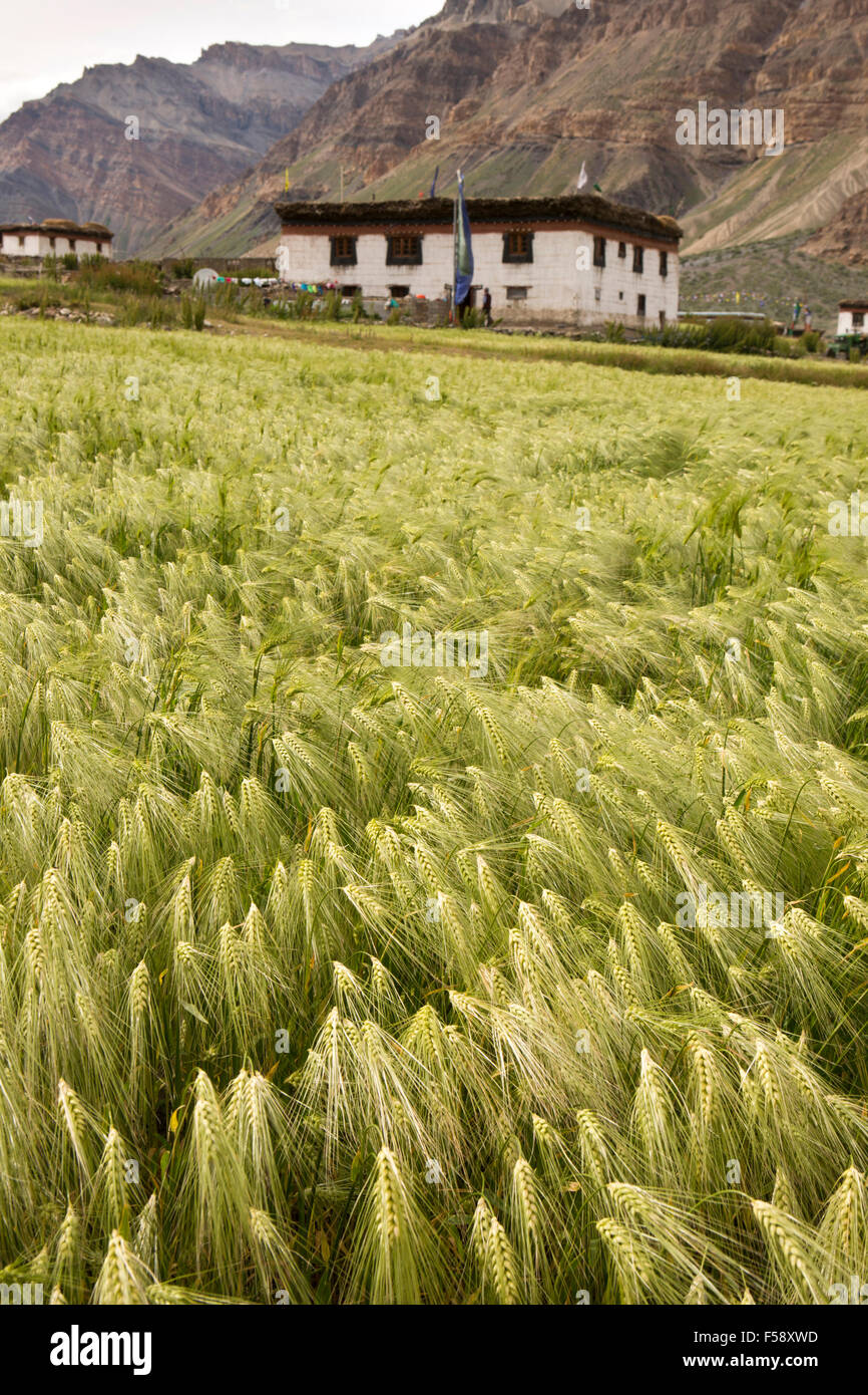 India, Himachal Pradesh, Spiti Valley, Losar village, field of barley