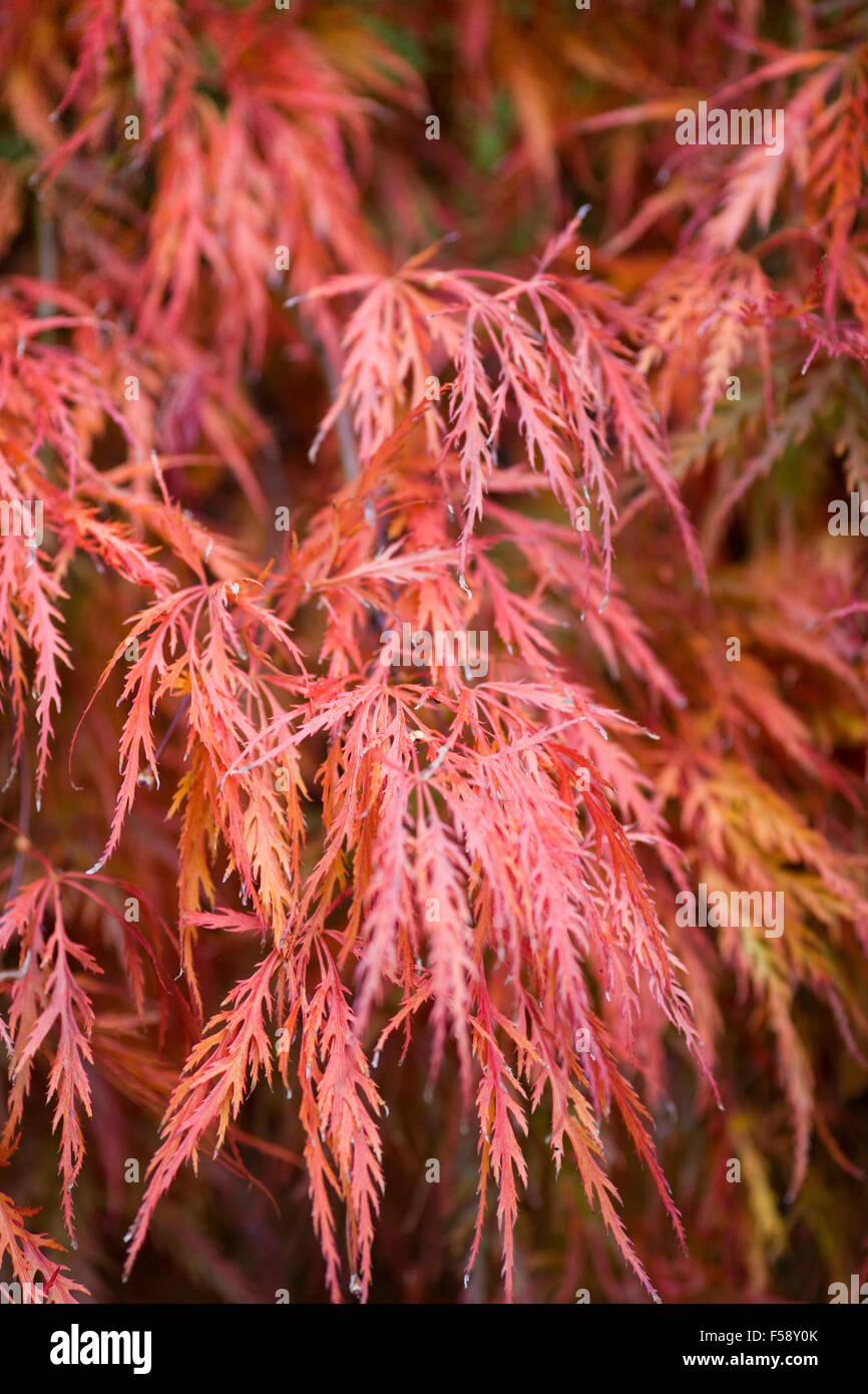 Acer palmatum Japanese Maple Stock Photo