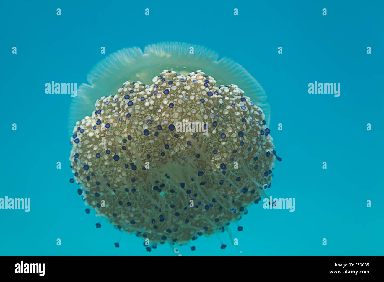 jellyfishes with blue light Stock Photo