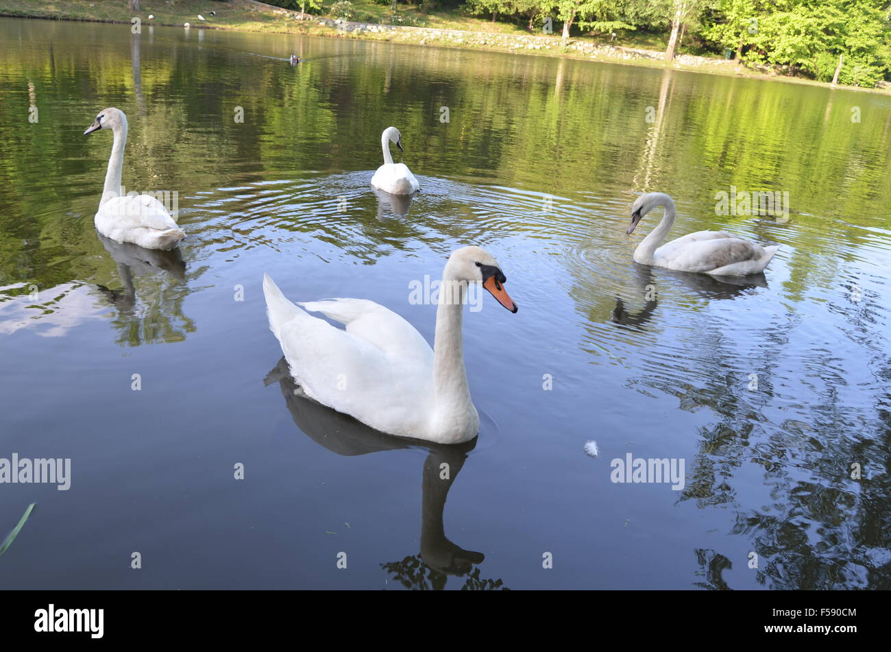 Council of Swans Stock Photo - Alamy