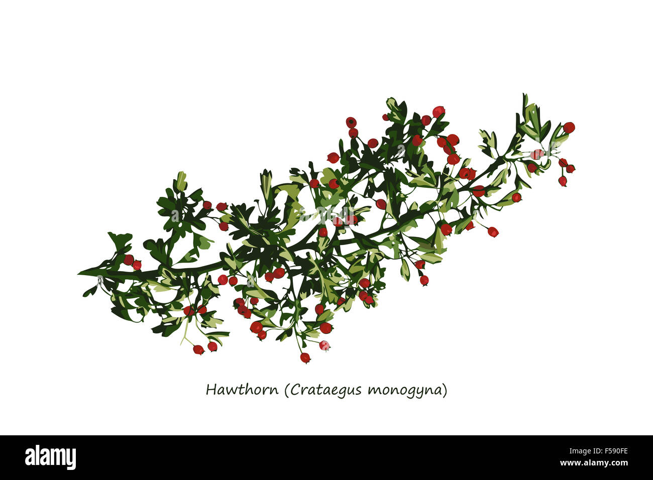 Hawthorn Branch Illustration Stock Photo