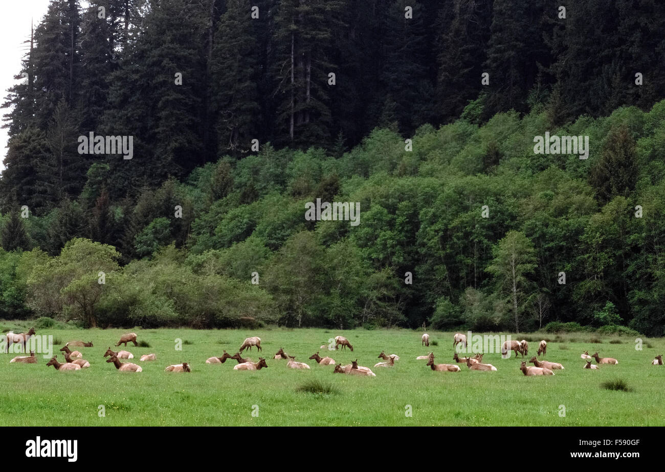 A herd of rare Roosevelt Elk (Cervus elaphus roosevelti) relax and graze in a green meadow at the edge of the forest in Prairie Creek Redwood State Park in Humbolt County, California, USA. Thanks to preservation of their habitat and protection in the park from hunters, the number of these magnificent animals has grown from 15 to more than 1,000 in the past century. Stock Photo