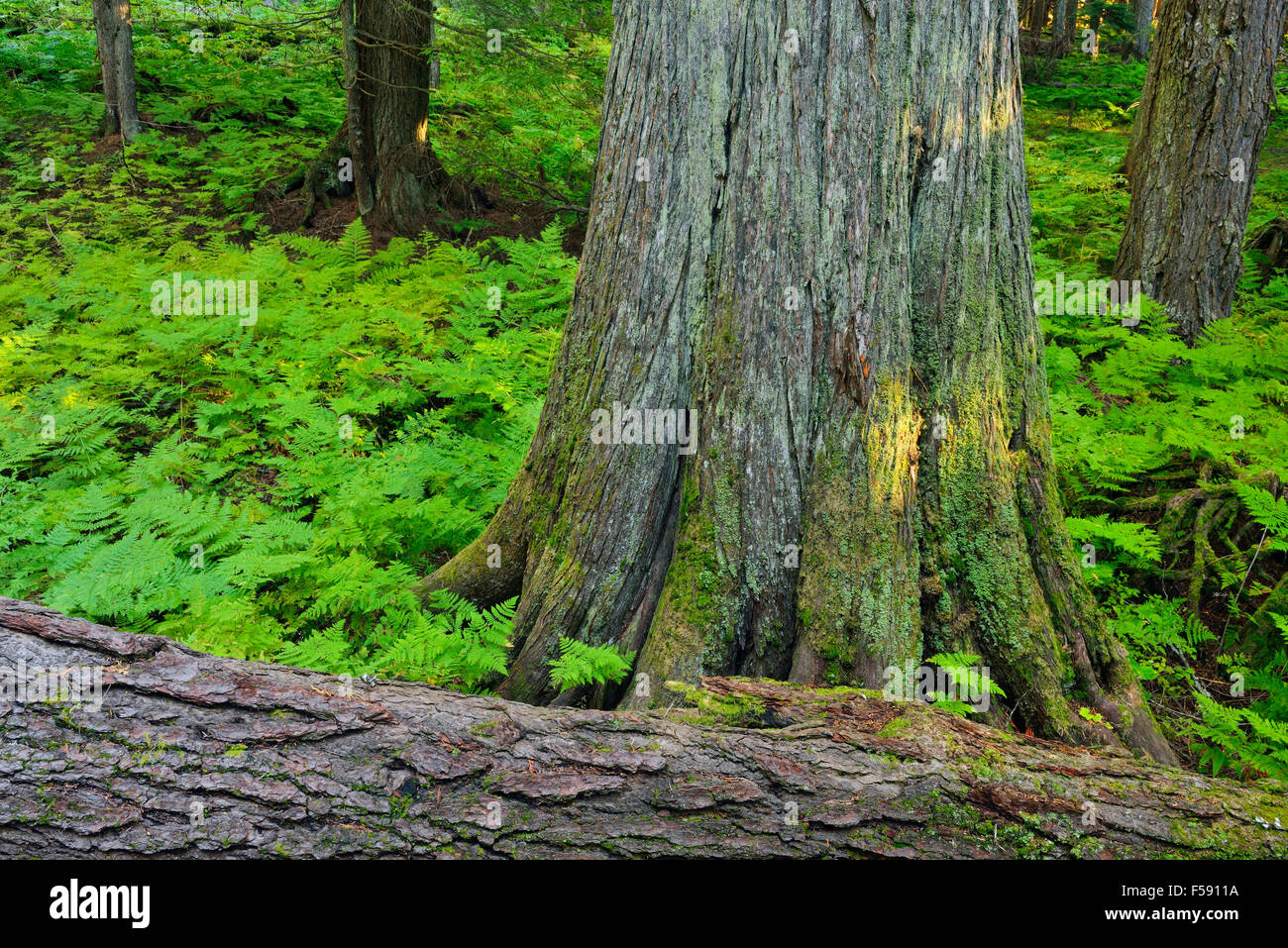 Old growth hemlock forest, Revelstoke National Park, British Columbia, Canada Stock Photo