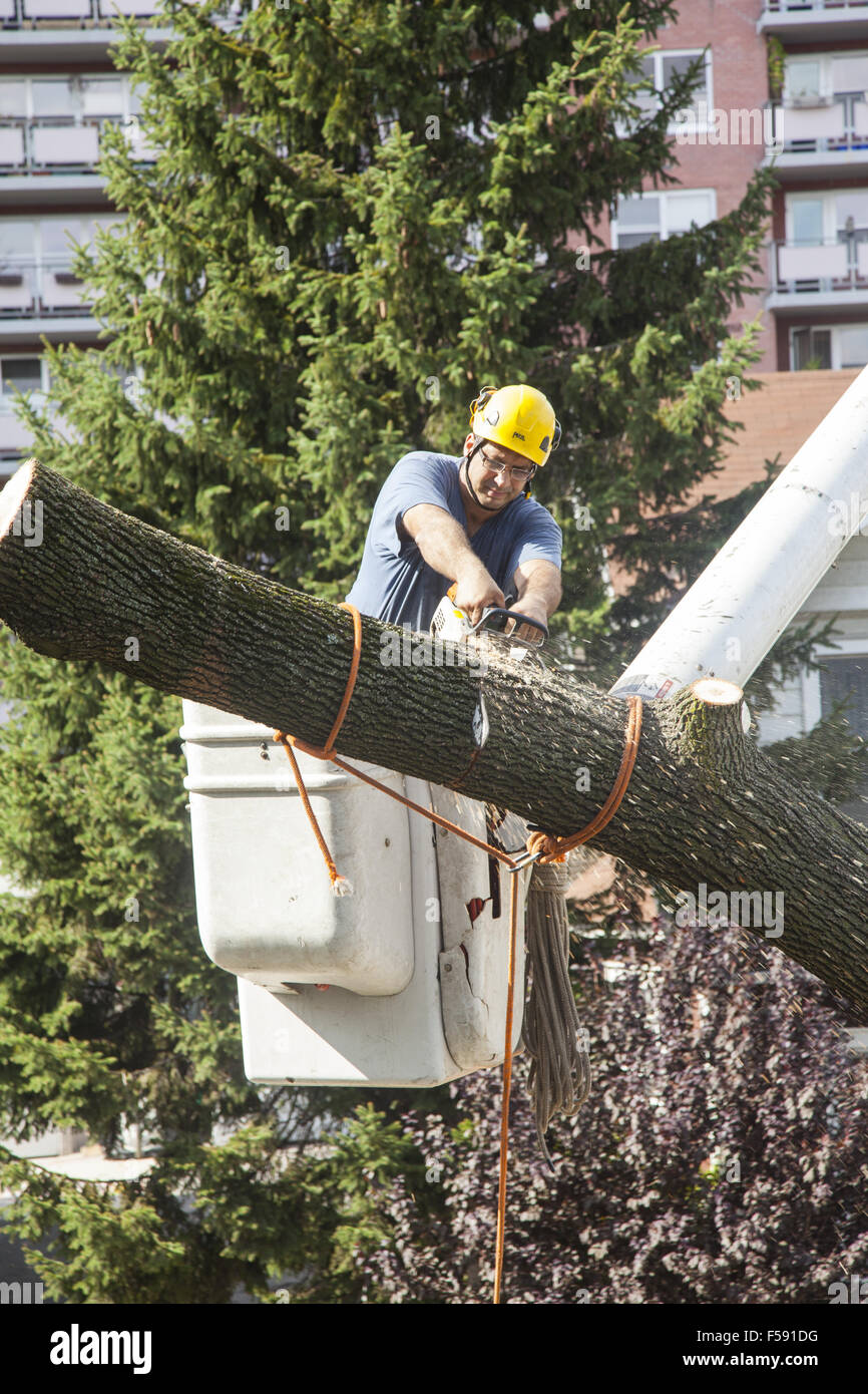 NYC tree removal crew cut down a tree in danger of blowing over during a storm. Brooklyn, NY. Stock Photo