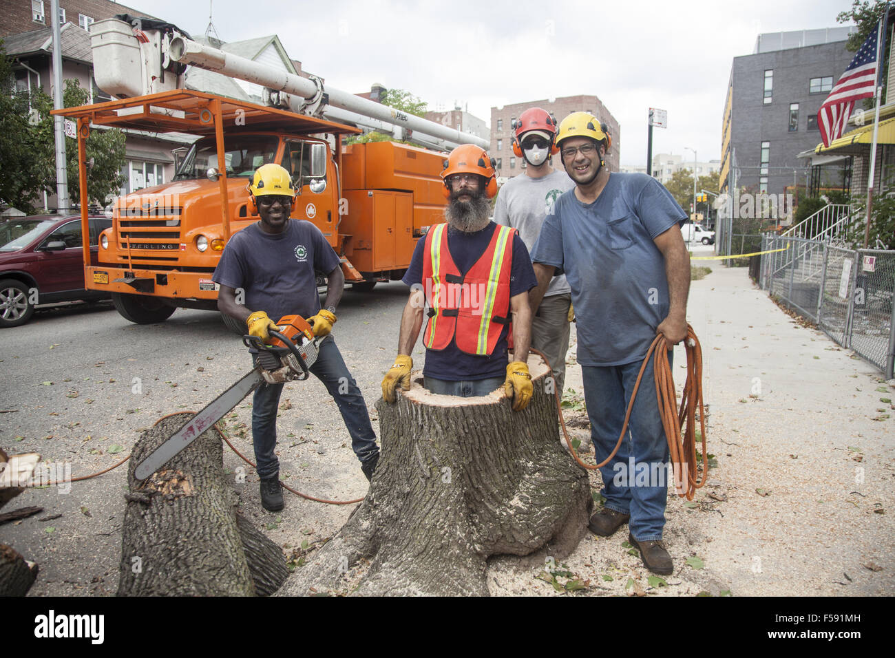 NYC tree removal crew cut down a dead tree in danger of blowing over during a storm. Brooklyn, NY. Stock Photo