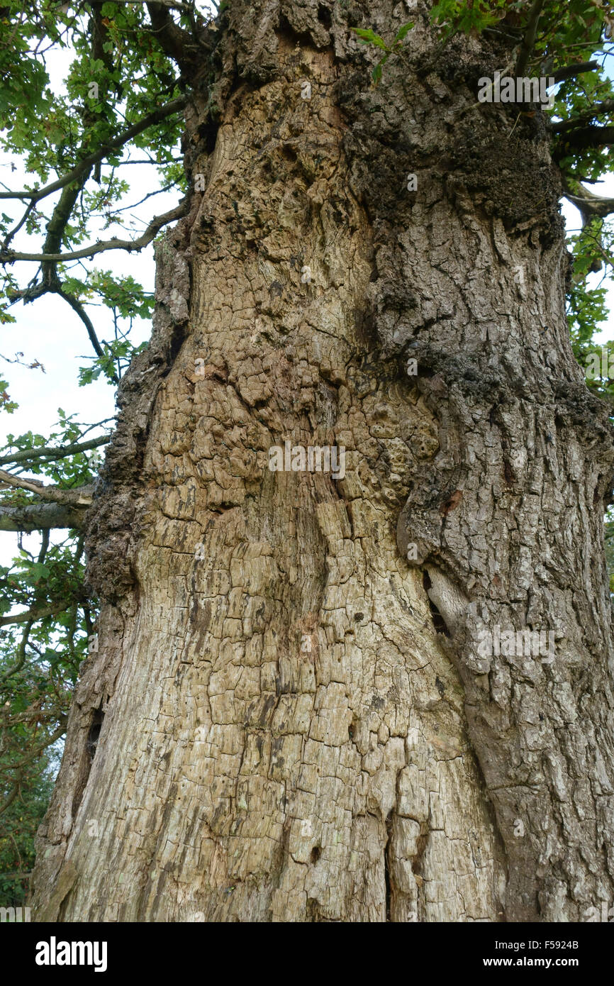 Trunk of a diseased and dying oak tree, Quercus robur, with sparse foliage and decaying bark, Berkshire, September Stock Photo