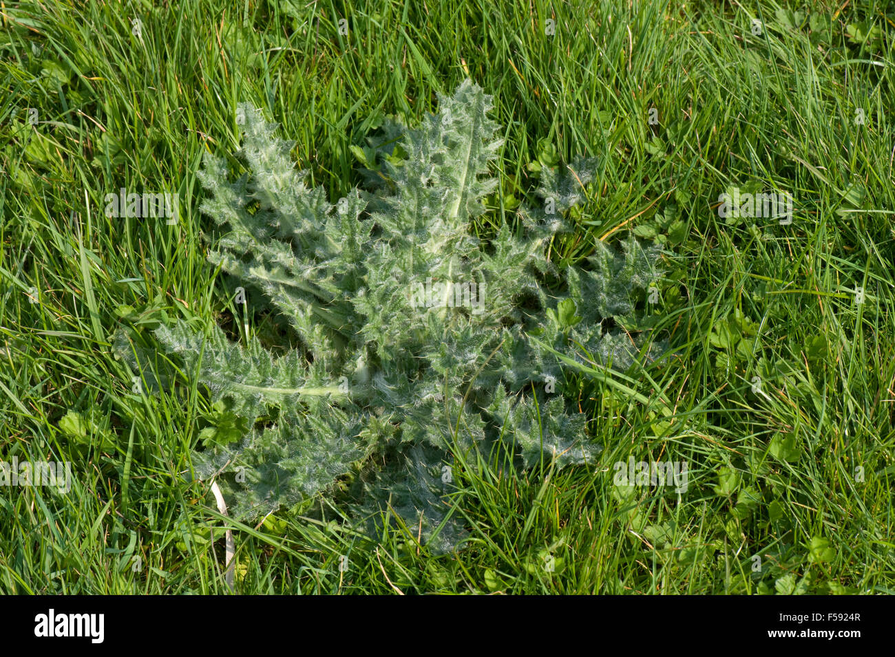 A spear thistle, Cirsium vulgare, leaf rosette, a weed in pasture meadow grass, Berkshire, April Stock Photo