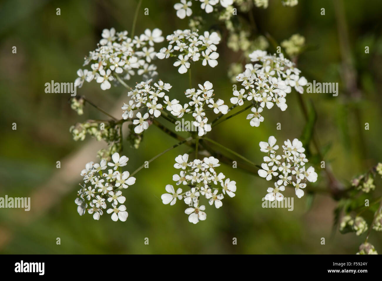 Cow parsley, Anthriscus sylvestris, flower umbel with white florets in spring and before hogwseed appears, May Stock Photo