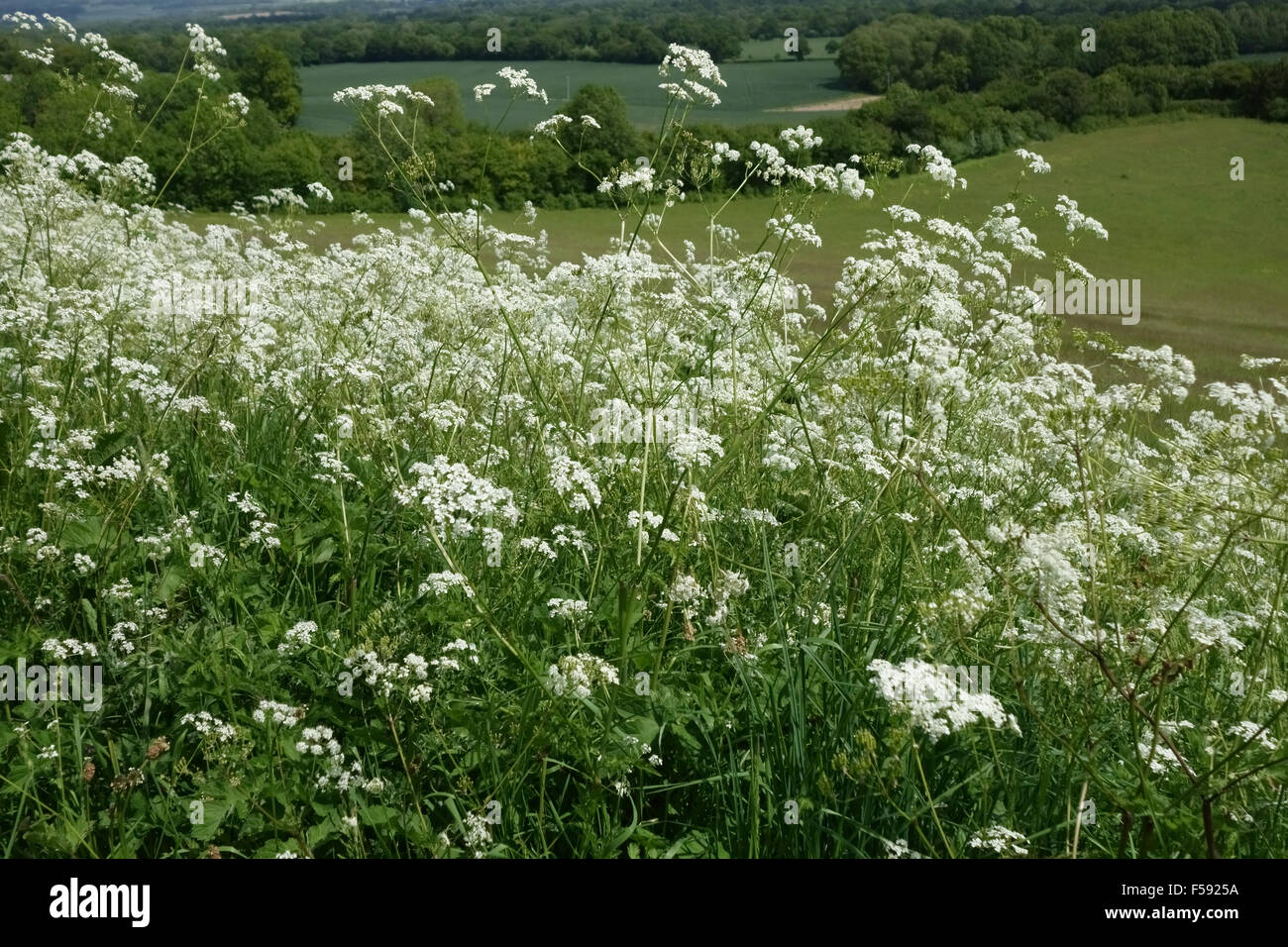 A row of white flowering cow parsley, Anthriscus sylvestris, on a field