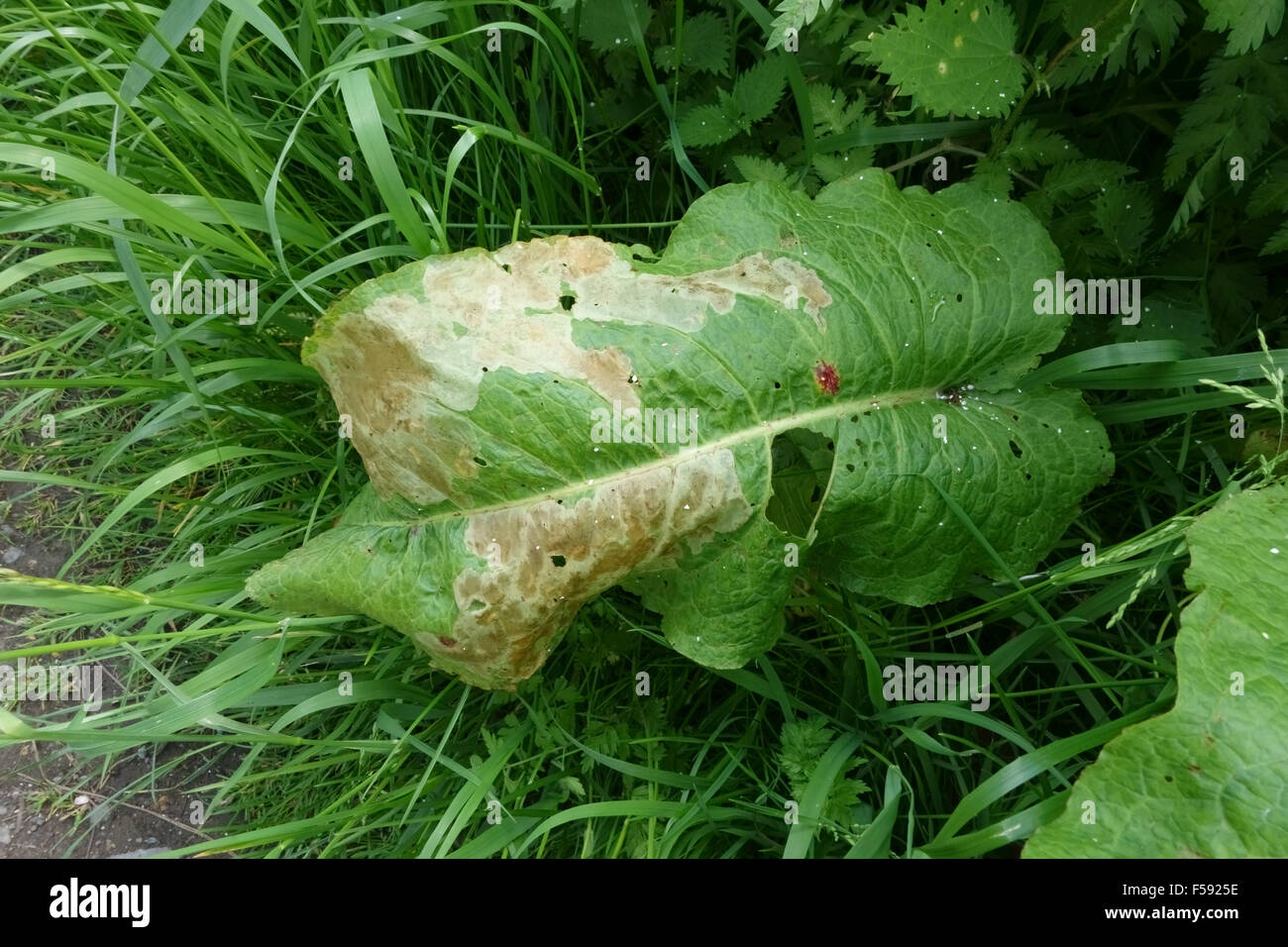 Leafminer, Pegomya solennis, mine in a broad dock leaf, Rumex obtusifolius, , Berkshire, June Stock Photo