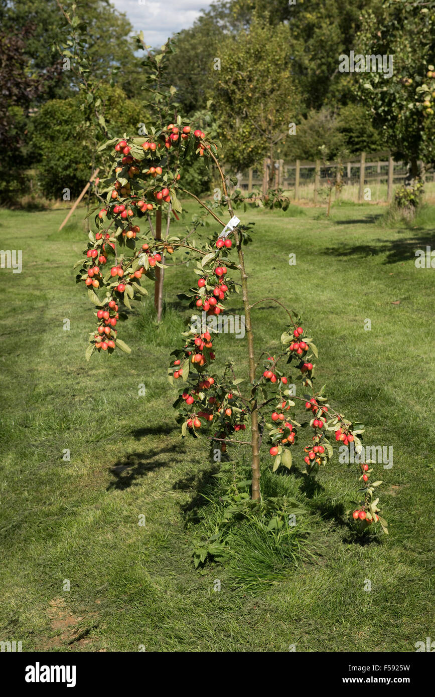 Small tree with large red fruit on Malus 'John Downie' crab apple tree in summer, Berkshire, August Stock Photo