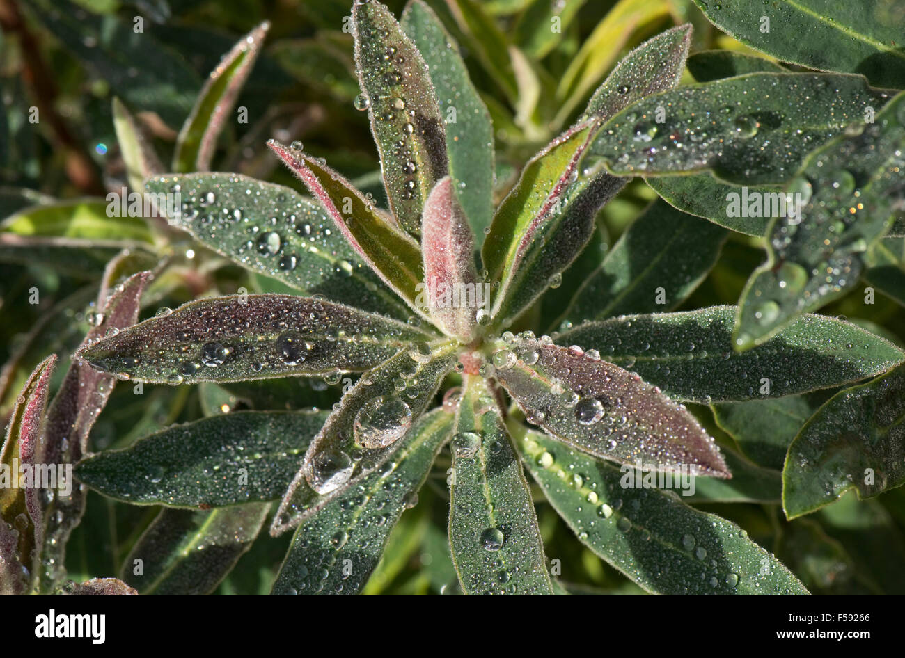 Rain drops on the young leaves of an ornamental spurge, Euphorbia, Berkshire, October Stock Photo