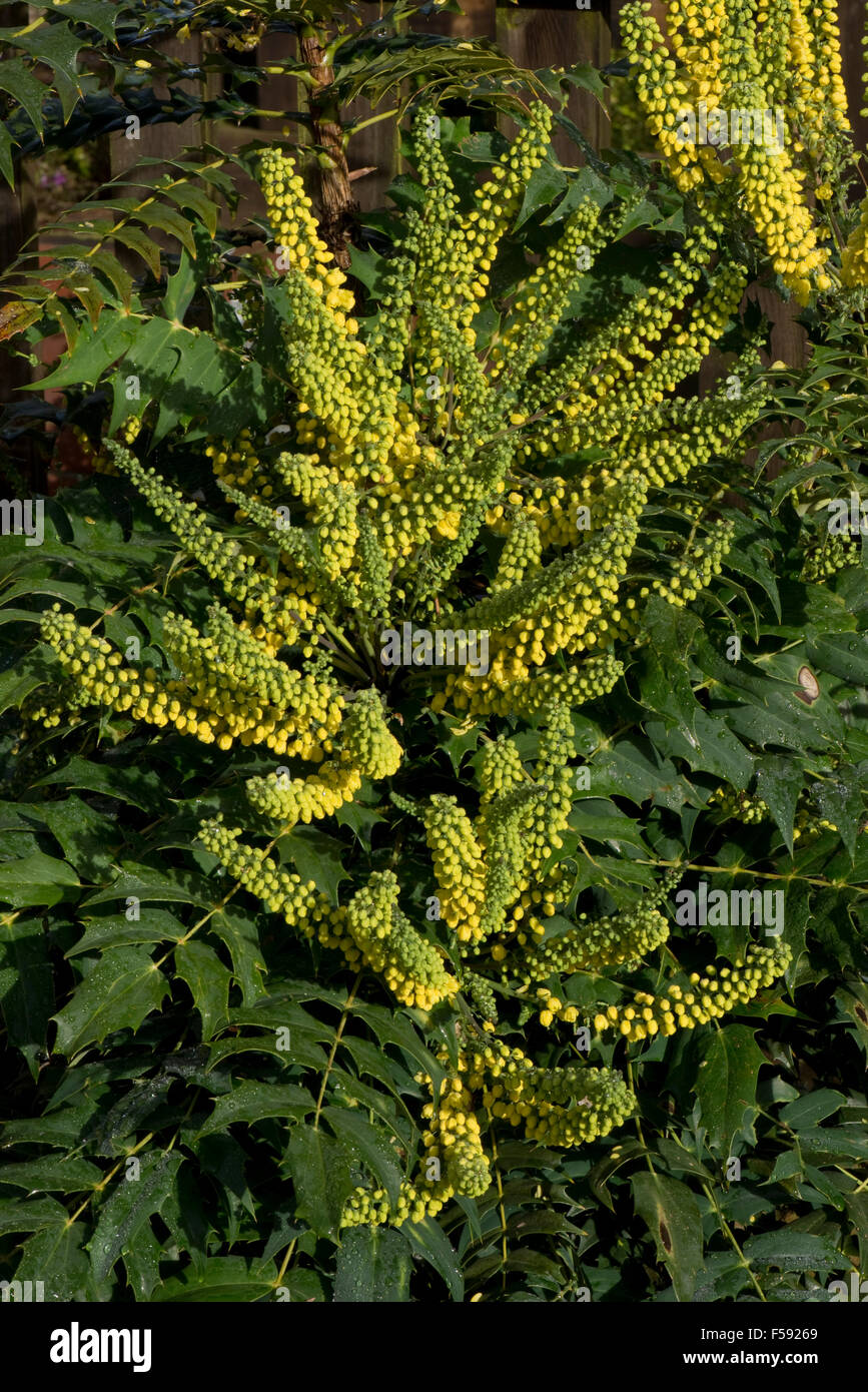 Yellow flowers on Mahonia x media 'Winter Sun' on a prickly flowering garden shrub in autumn Stock Photo