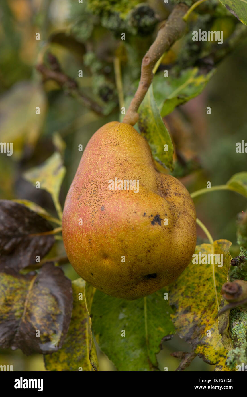 Fruit deformity on a pear caused by pear stony pit virus, PSPV, October, Berkshire Stock Photo