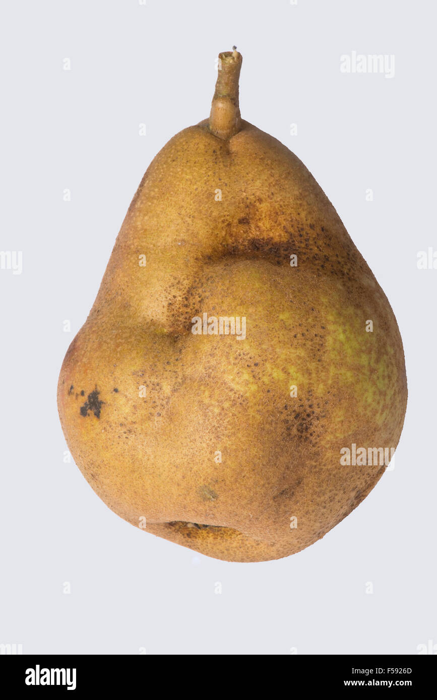 Fruit deformity on pear caused by pear stony pit virus, PSPV, October, Berkshire Stock Photo
