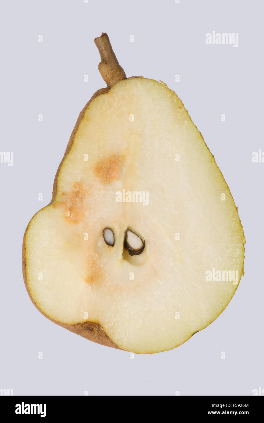 Fruit deformity and internal hard growths on a pear caused by pear stony pit virus, PSPV, Stock Photo