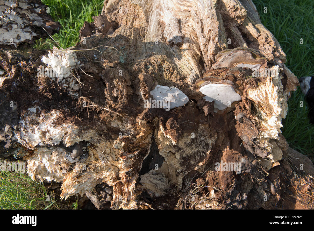 Fallen oak tree rotting and killed by several fungal pathogens with fruit bodies formed at its base, September Stock Photo
