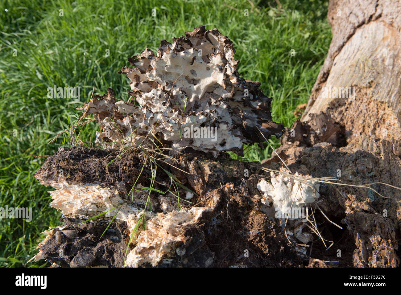 Fallen oak tree, Quercus robur, with sparse foliage rotten and killed by several fungal pathogens, Berkshire, September Stock Photo