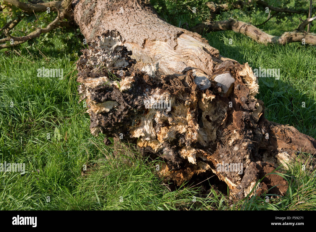 Fallen oak tree rotting and killed by several fungal pathogens with fruit bodies formed at its base, September Stock Photo