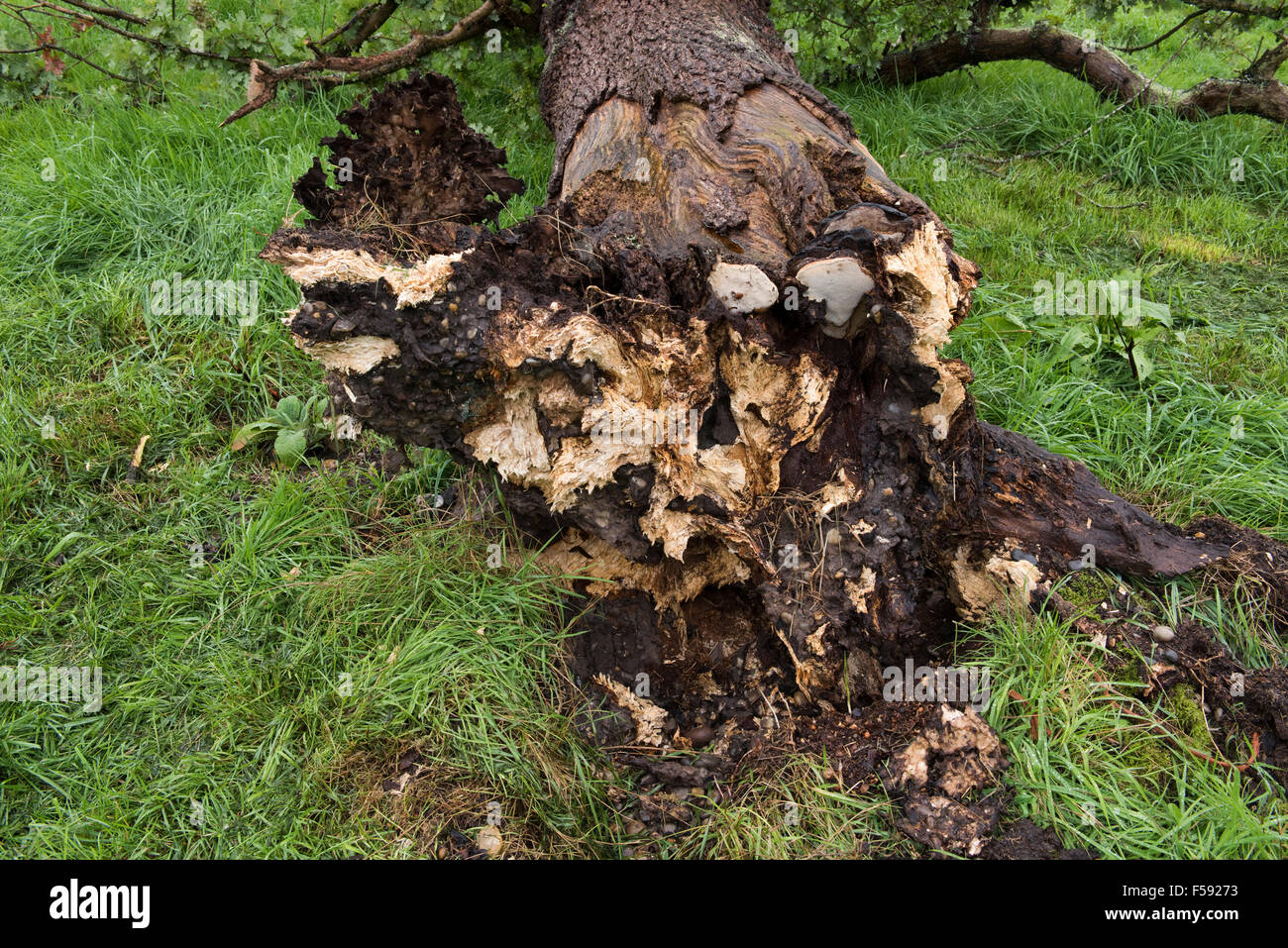 Fallen oak tree rotting and killed by several fungal pathogens with fruit bodies formed at its base, September Stock Photo