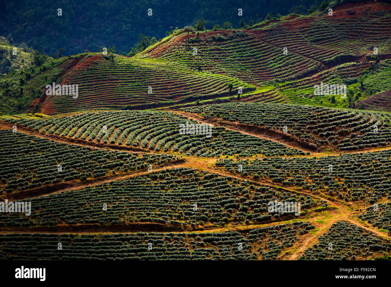 Rose plantations in the mountains near Sapa village, Northern Vietnam