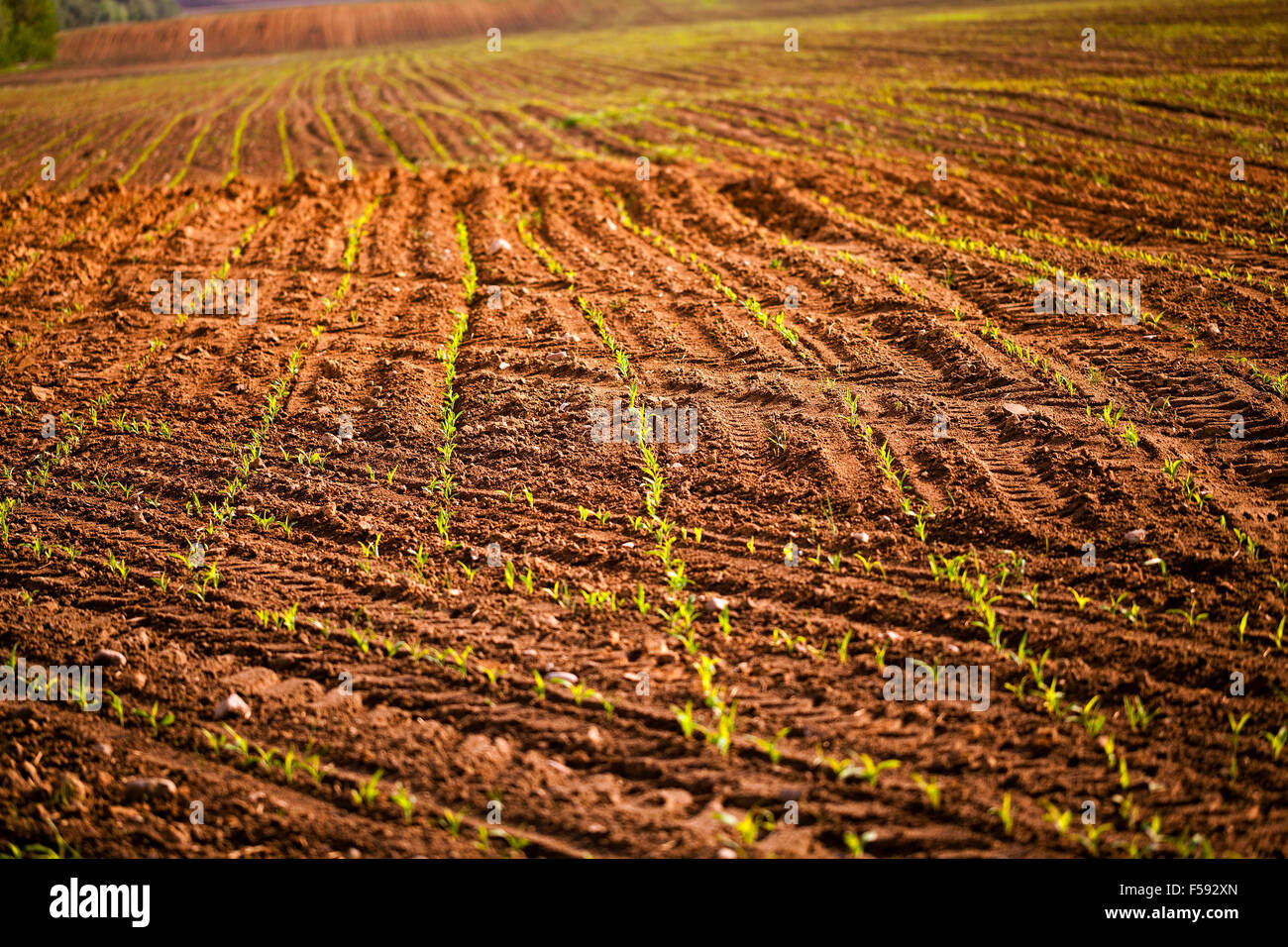 Close up young corn plants hi-res stock photography and images - Alamy