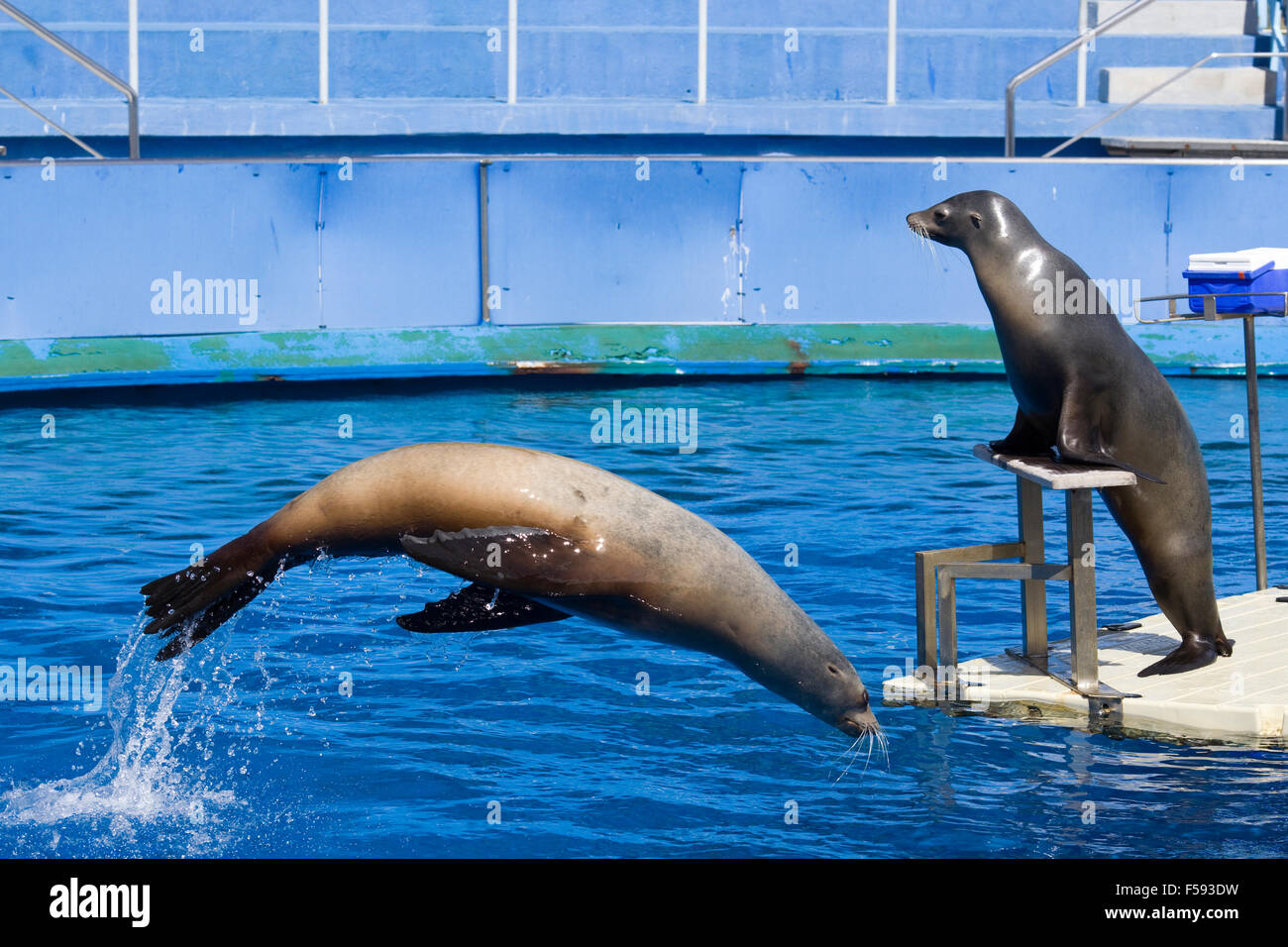 Sea lions in Captivity Preforming for the crowd in Barcelona Spain Stock Photo