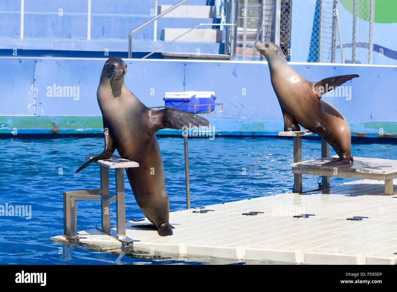 Sea lions in Captivity Preforming for the crowd in Barcelona Spain Stock Photo
