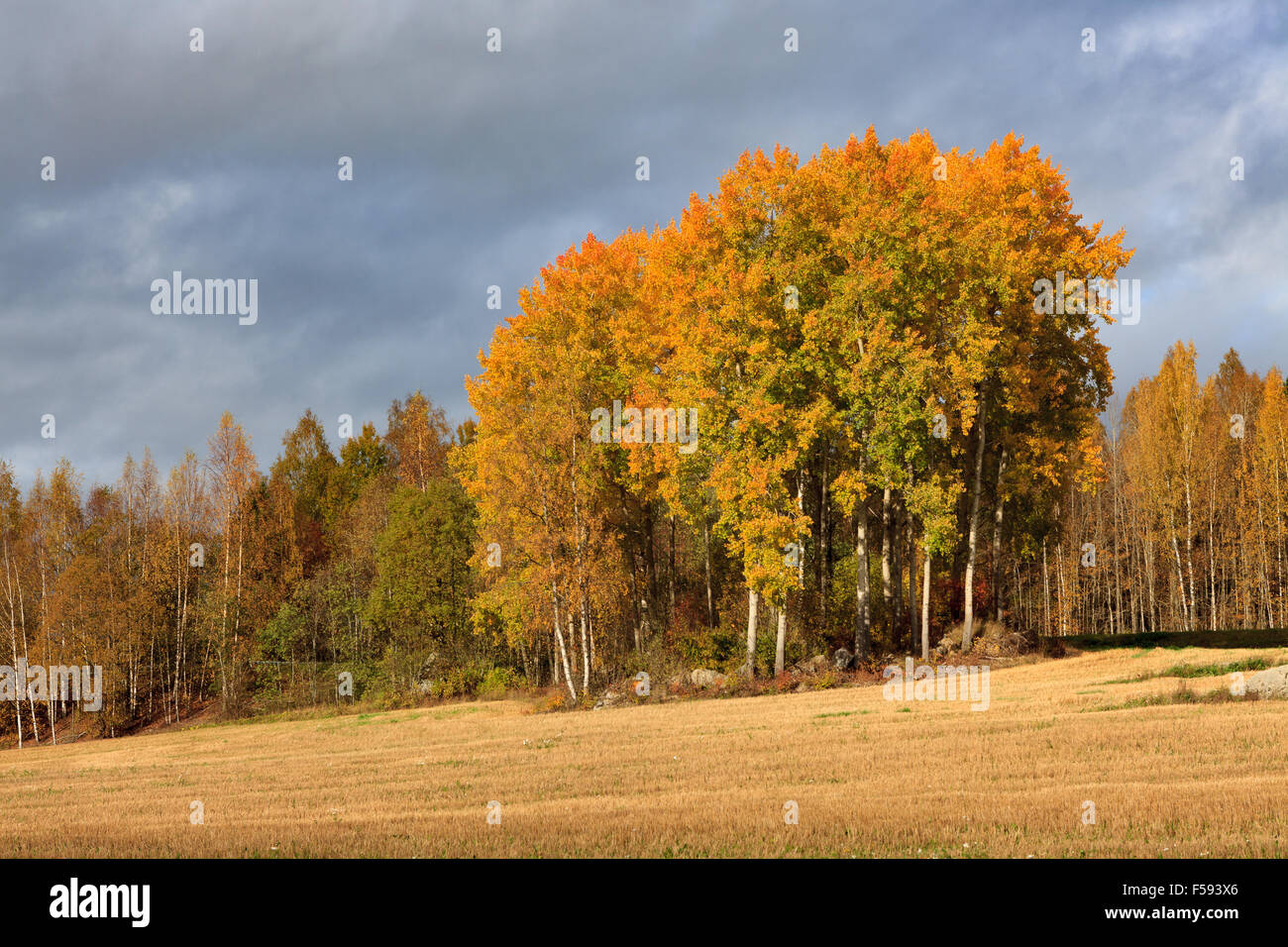 Vivid field colors hi-res stock photography and images - Alamy