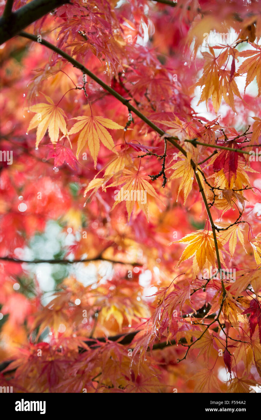 Acer Palmatum ‘Elegans’. Japanese Maple in autumn Stock Photo Alamy