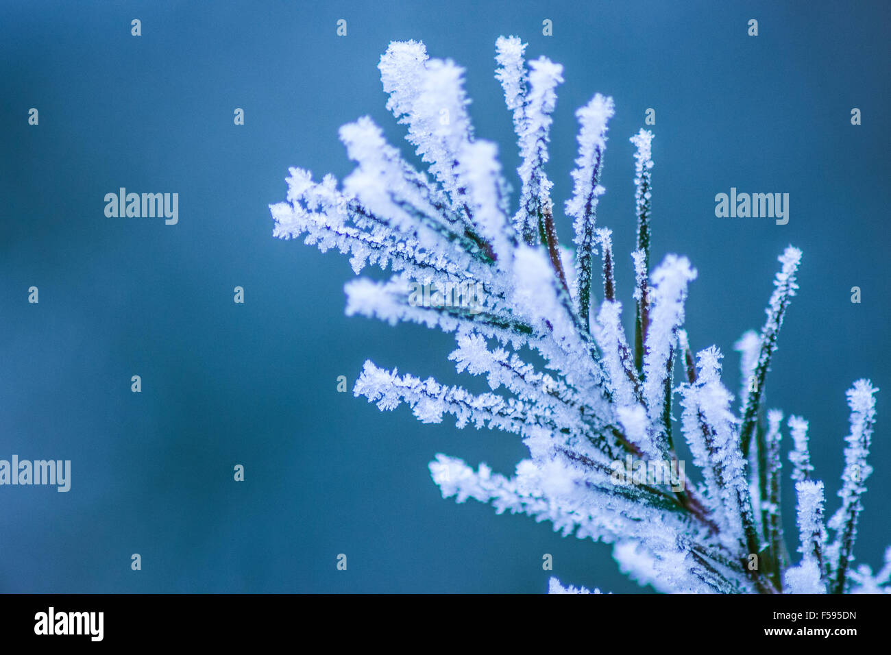 Low forest snow backgrounds hi-res stock photography and images - Alamy