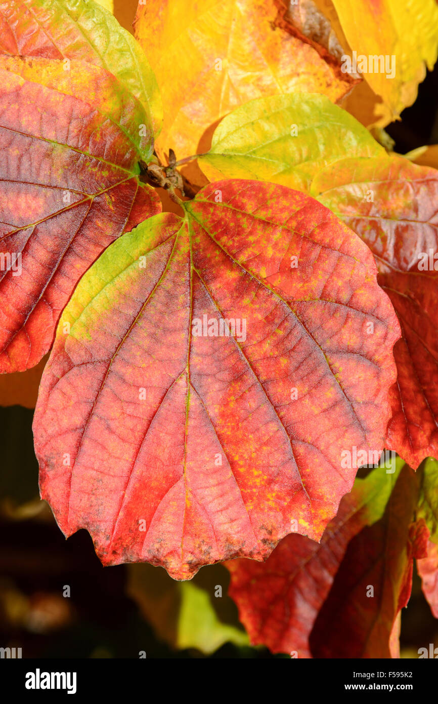 Leaves displaying the colours of autumn Stock Photo