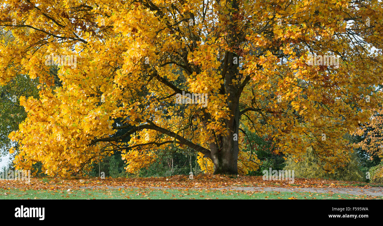 Liriodendron tulipifera fastigiatum. Tulip tree in autumn at RHS Wisley Gardens, Surrey, England. Panoramic Stock Photo