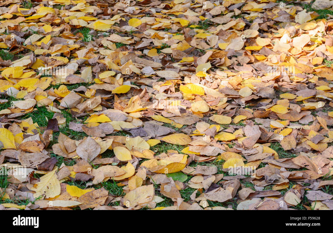 Autumnal leaves scattered on the ground Stock Photo