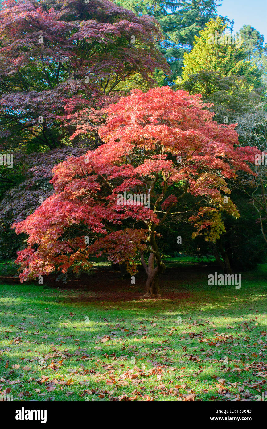 Trees displaying the colours of autumn at Westonbirt Arboretum, Tetbury Gloucestershire, UK Stock Photo