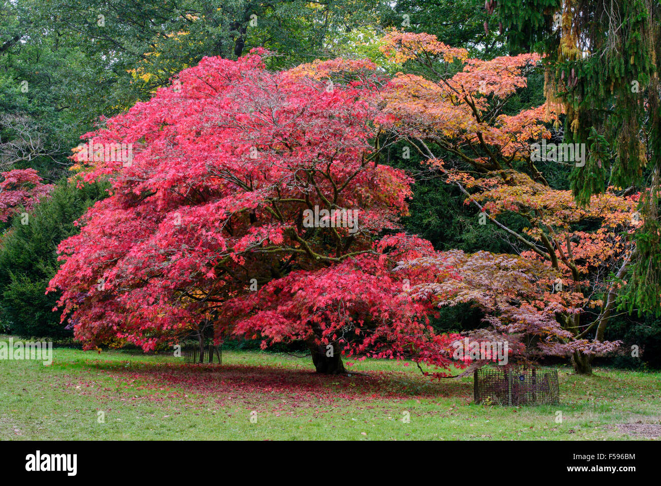 Trees displaying the colours of autumn at Westonbirt Arboretum, Tetbury ...