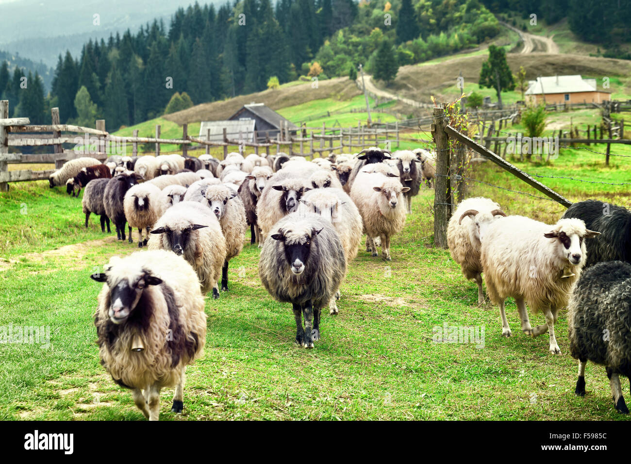 Flock of sheep on farm in the mountains Stock Photo - Alamy
