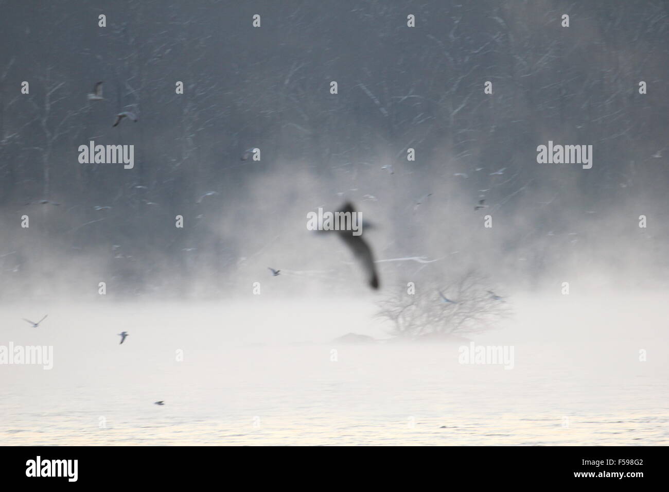 Out-of-focus seagulls on the Susquehanna River, MD, USA. Stock Photo