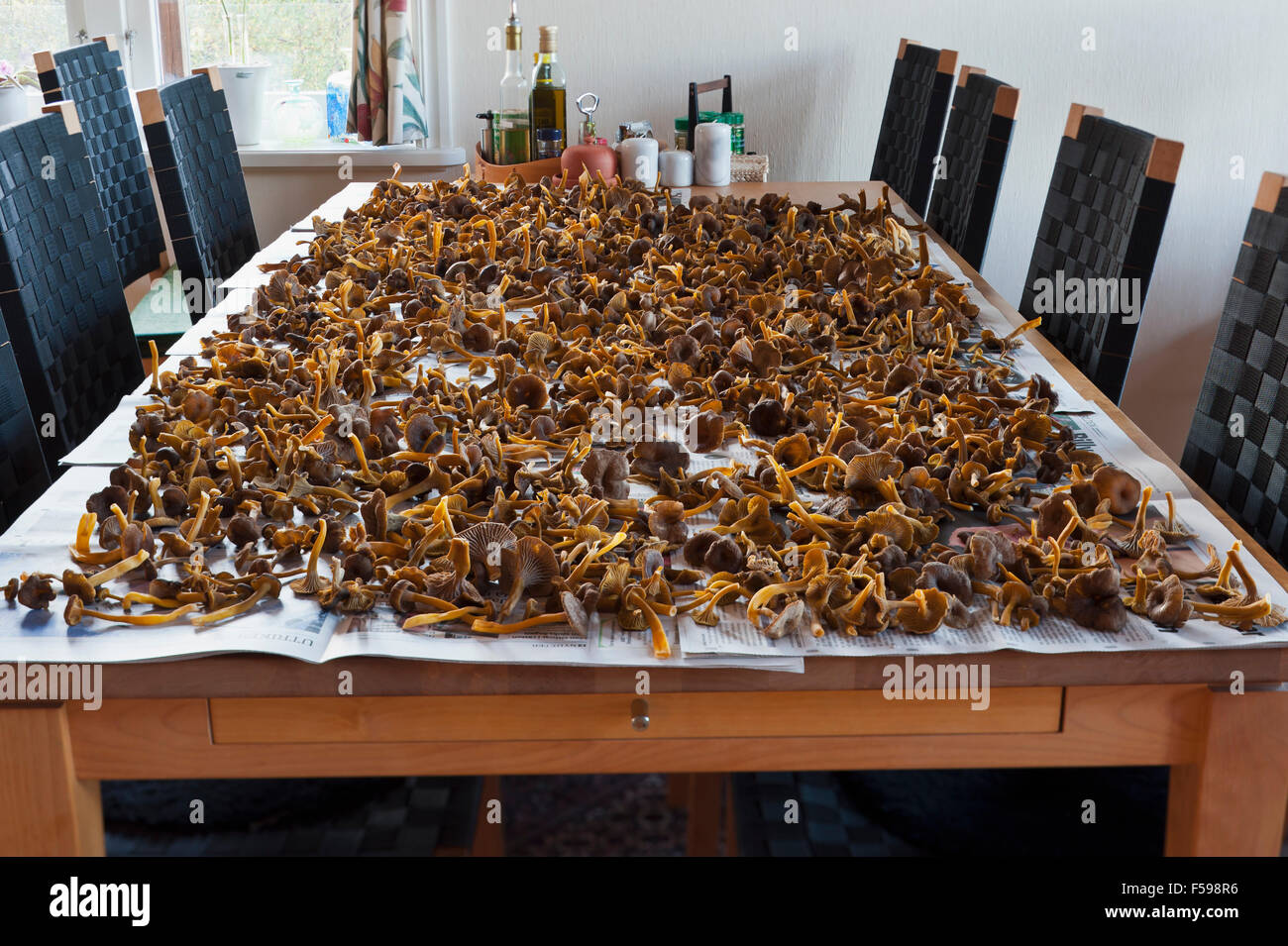 Funnel chanterelles spread out to dry Stock Photo