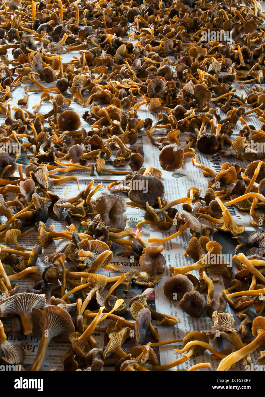 Funnel chanterelles spread out to dry Stock Photo