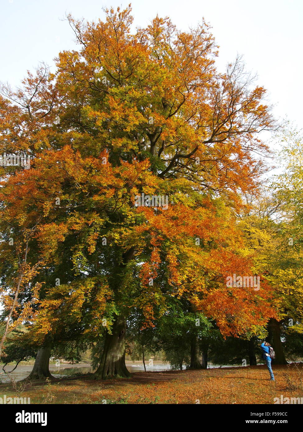 Photographing autumn leaves hi-res stock photography and images - Alamy