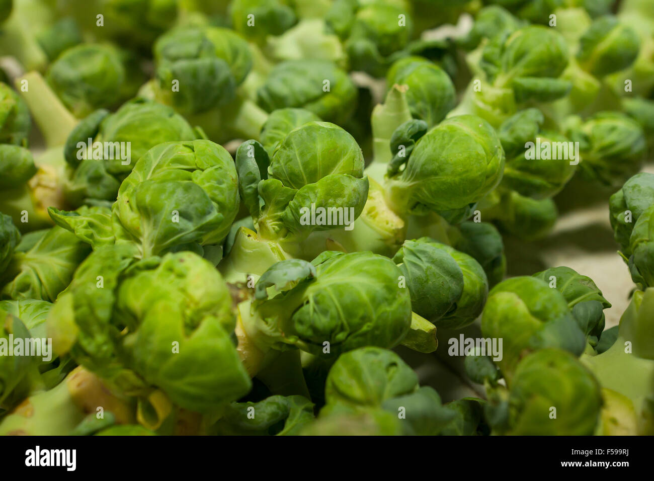 Brussels sprouts (Brassica oleracea) on stalk at farmers market - Pennsylvania USA Stock Photo